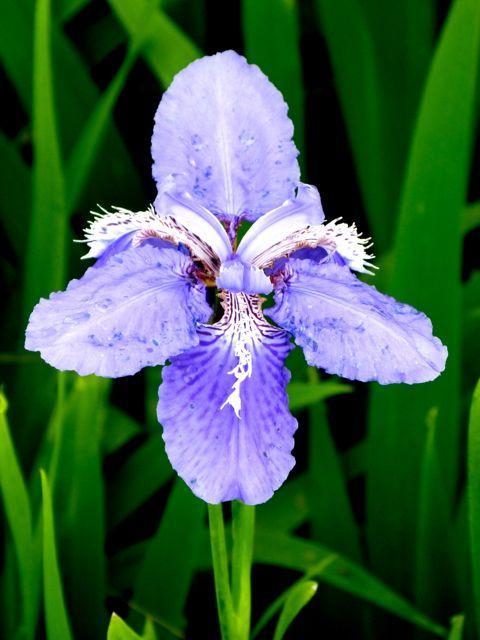 鸢尾花的花语，紫色鸢尾花的花语（念念不忘、爱的使者、使命、一颗优雅的心）