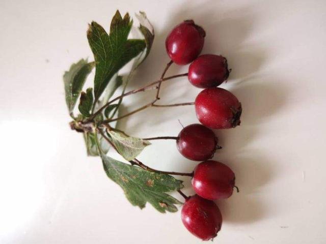 新鲜山楂的吃法，新鲜山楂的吃法和禁忌（山楂还可以这样吃）