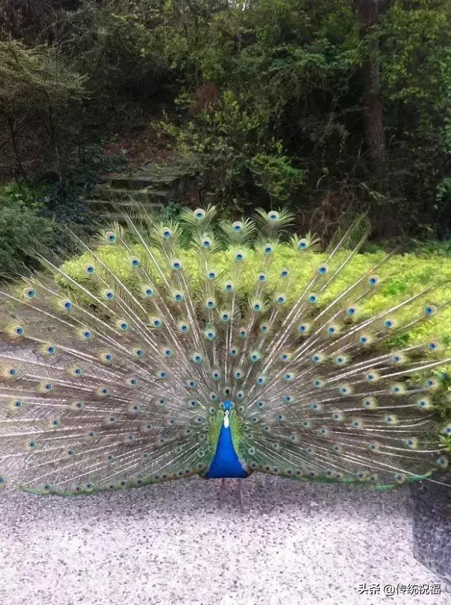 为什么雄性白孔雀也会开屏，孔雀开屏都是雄的吗（白孔雀开屏，太美了）