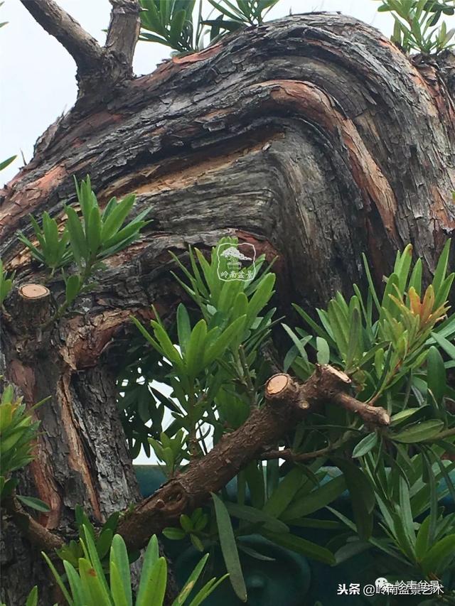 罗汉松盆景欣赏精品，海岛罗汉松——我的红颜知己