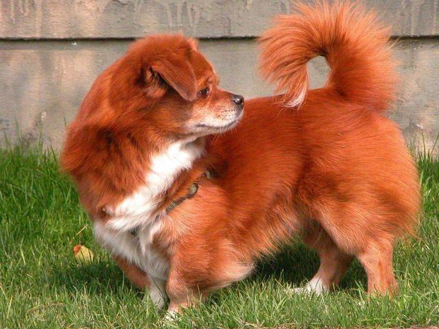 狗摇尾巴或夹着尾巴表示什么，狗摇尾巴是什么（它摇尾巴表达的意思吗）