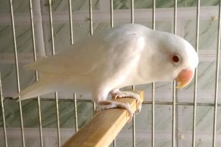 白玉牡丹鹦鹉碧云天牡丹鹦鹉:碧云天牡丹鹦鹉是属于双基因复合型品种