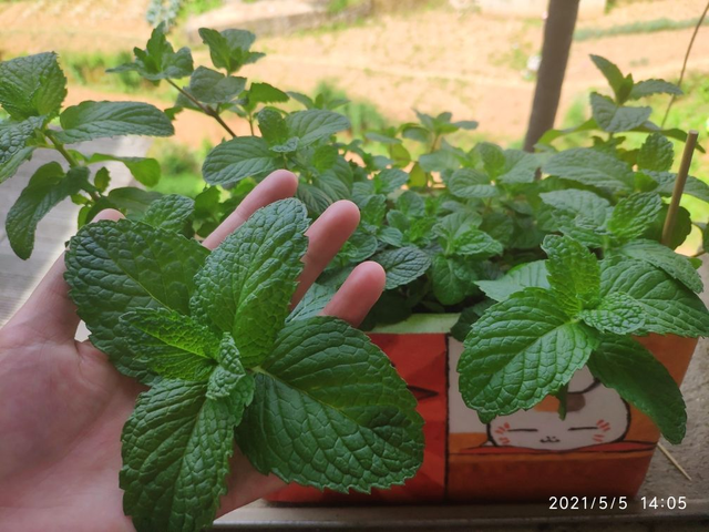 凤尾竹和散尾葵哪个好，凤尾竹和散尾葵的区别（带你安心入眠没烦恼）
