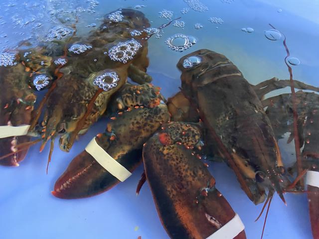 象拔蚌多少钱一斤，把象拔蚌立着自己坐上去视频（爬爬虾45元、生蚝2.5元、贝壳1元）