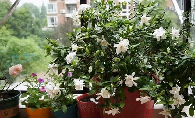 黑矾的功效与作用，使栀子花叶色浓绿光亮