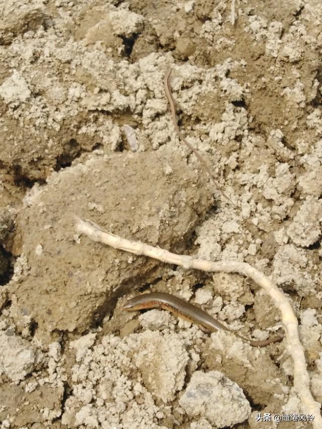 中华石龙子有毒吗，中华石子龙蛇有毒吗（邂逅两条可爱的四脚蛇）