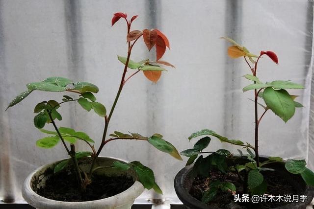 月季为什么不开花只长叶子，月季不开花只长叶子的原因处理方法（月季瘦弱、枝叶稀疏不开花怎么办）