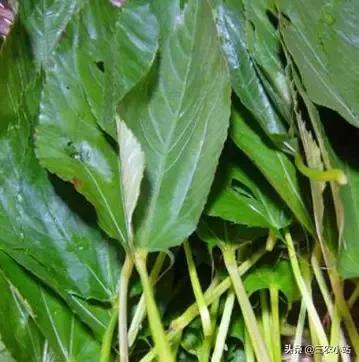 碱蓬菜的功效与作用，碱蓬的功效与作用（山野菜大全）