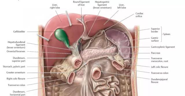 肝脏脏面h型的组成图图片