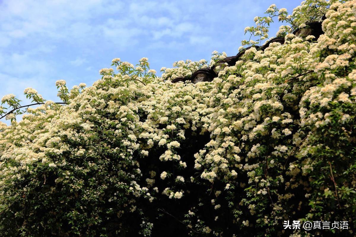 木香花为什么叫鬼招手，三种最旺家的花（杨兴德原创散文丨升学记）