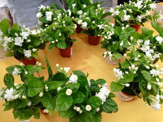 鸳鸯茉莉的养殖方法和注意事项，鸳鸯茉莉叶子发黄老是掉叶子（掌握正确养殖方法）