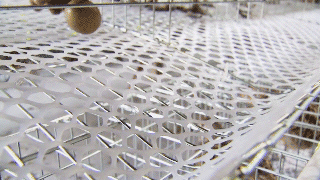 蛋笼的编织法大全图解，蛋笼的编法教程（鸡笼变“金窝”：年入百万元）