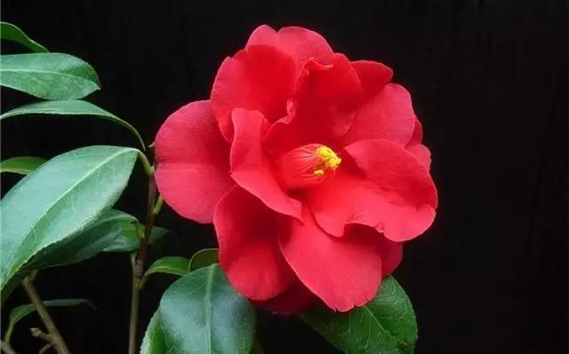 如何识别六角大红茶花，如何识别六角大红茶花的真假（带你认识名贵茶花品种）