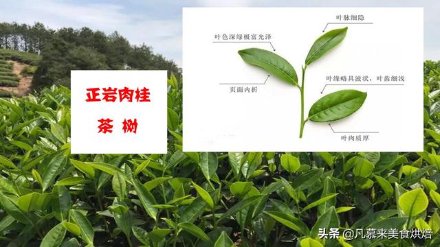 正岩肉桂是什么茶，正岩果香肉桂茶是什么茶（日常饮用要注意这4项）