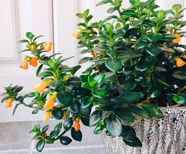 金鱼吊兰怎么养才开花，1年四季都能开花