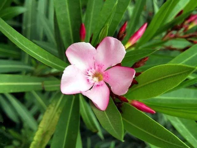 家里有鼻涕虫怎么消灭，鼻涕虫怎么彻底消灭（自制天然杀虫水）