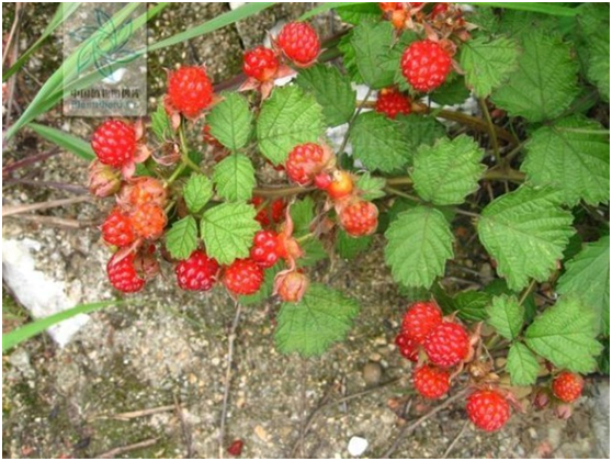 湖南有哪些特色水果，湖南人最全山里野果子