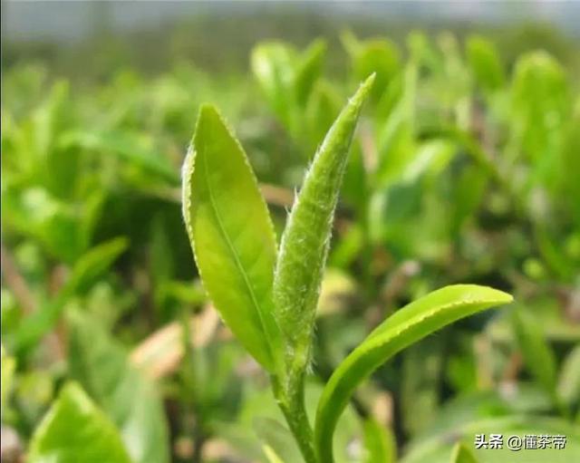 太姥山的资料，太姥山是哪里的（你知道白茶都是什么树种做的吗）