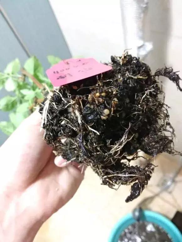 废旧花泥的妙用，废旧花泥可以种花吗（换盆后旧土别扔）