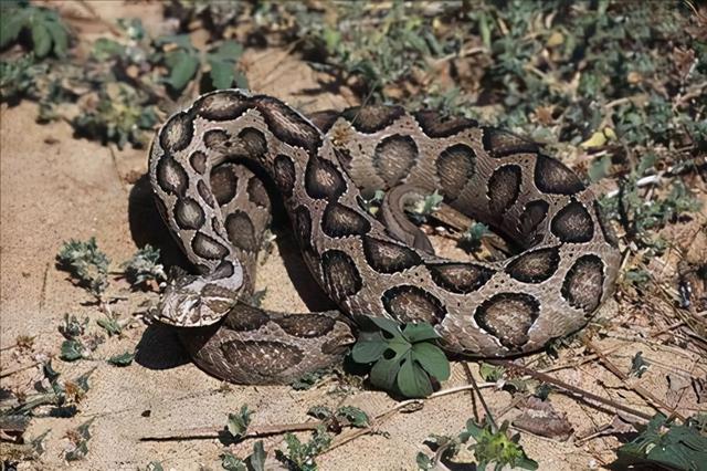 中国十大毒蛇 圆斑蝰蛇，中国十大毒蛇（农村的“土呆子”却是“伤人之王”）