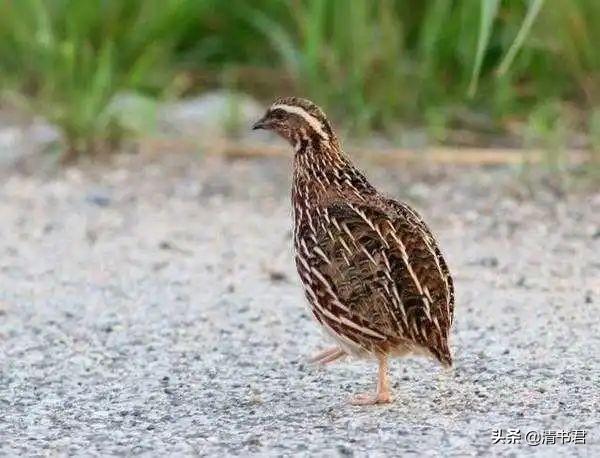 鹌鹑是鸡还是鸟,关于鹌鹑介绍(你的家乡话叫她米鸡还是秧鸡呢)