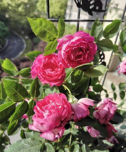 高杆月季的栽培方法，月季小苗一根杆