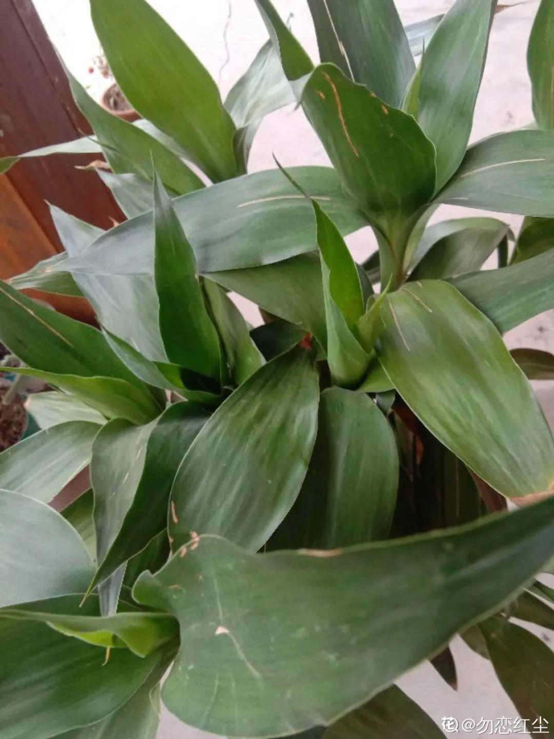 除甲醛的植物排名(除甲醛公司)