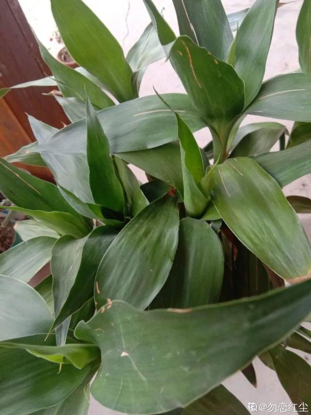 吸收甲醛的植物，哪种植物具有吸收甲醛的功能（净化空气最厉害）