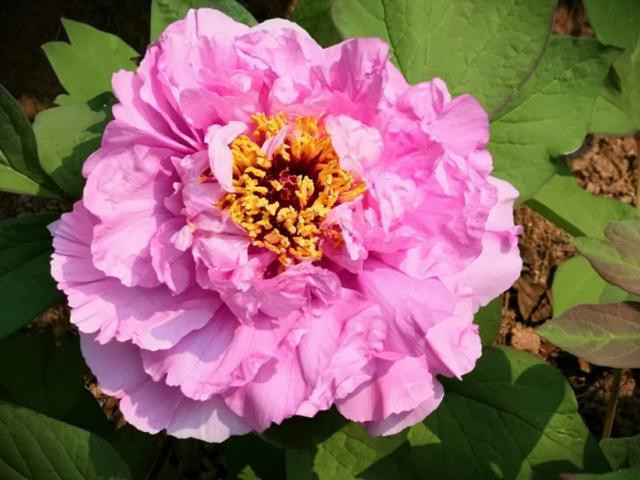 牡丹是什么意思，凤穿牡丹是什么意思（现在是牡丹盛开时节）