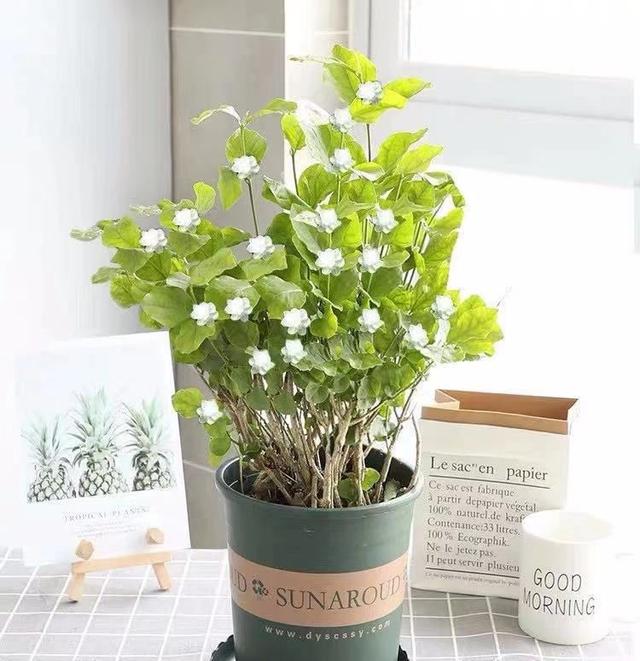 茉莉花的养殖方法和注意事项，茉莉盆栽的养殖方法和注意事项（立春“茉莉花”）