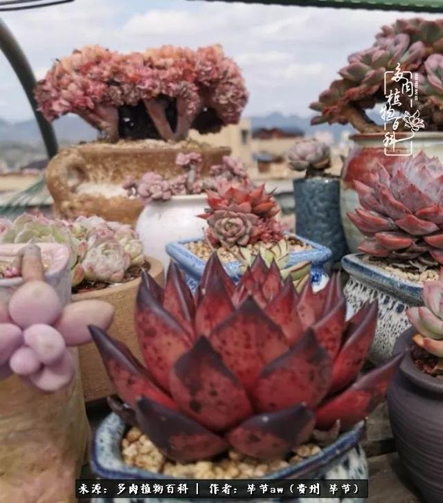 晴天橙子可爱头像微信，晴天橙子可爱头像（有多少次的会心一笑，全因多肉）