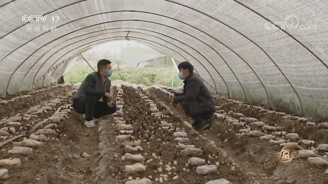 羊肚菌栽培技术，羊肚菌的种植方法和栽培技术是什么（亩产最高1000斤）
