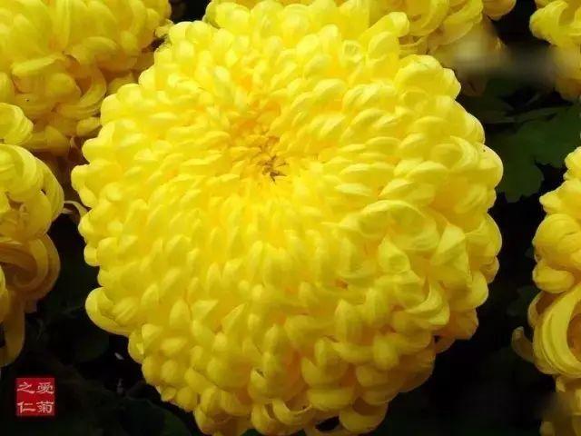 世界最美菊花80种太美了，金秋十月赏菊花——世界最美菊花80种送给您