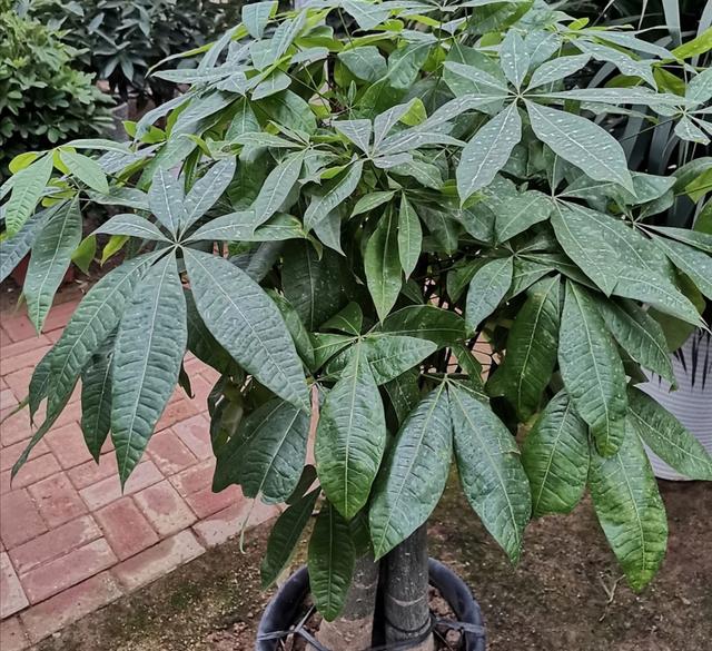 发财树种植技巧，掌握好4个养护关键点