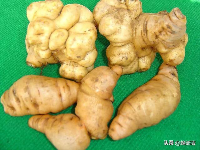 什么药材好种植，这5种中药材，年年高价（这5种药材种植产量高）