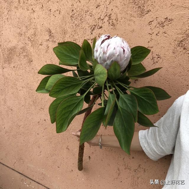 帝王花花语及其象征，帝王花花语和寓意（最贵的鲜花——帝王花）