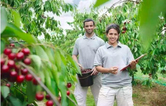 车厘子存储方式，车厘子保存方法和温度（智利车厘子用什么炼了“不坏金身”）