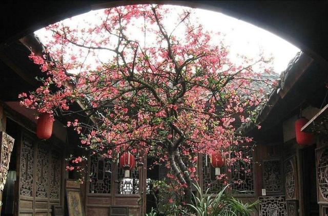 院子里最旺宅的果树有哪些，院子里最旺宅的果树有哪些品种（庭院种六树）