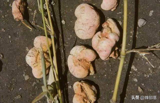 竹黄的功效与作用，竹黄泡水喝有什么功效（不认识的把它当“病虫害”处理）