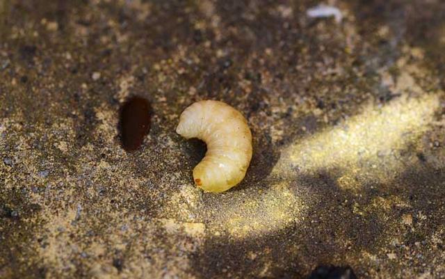 蜂蛹的功效与作用，蜂蛹的作用与功效是什么（蜂蛹的功效与作用及食用方法最新蜂蛹价格多少钱一斤）