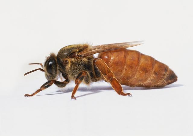 蜜蜂工蜂雄蜂蜂王图片图片