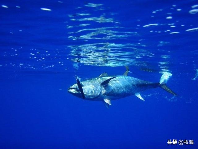 白金枪鱼是什么鱼，白金枪鱼和红金枪鱼哪个贵（天价蓝鳍金枪鱼及其背后的秘密）