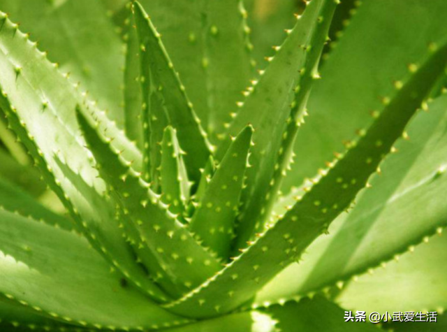 芦荟皮有毒吗，芦荟有毒的吗（吃着爽滑可口兼具美容养颜功效）