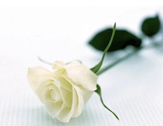 天堂鸟花语，天堂鸟花图片（你知道大自然中这些花的花语吗）