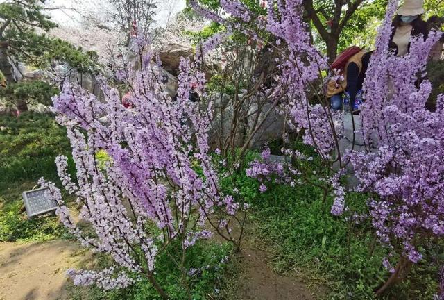 什么花是有毒的，什么花是有毒的图片（20种有毒花）