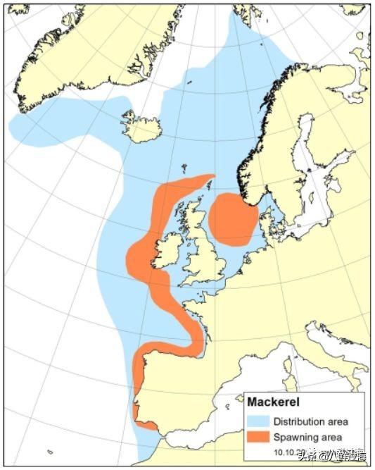 马鲛鱼有几种，马鲛鱼是什么鱼种（鲐鱼、鲅鱼、挪威青花鱼）