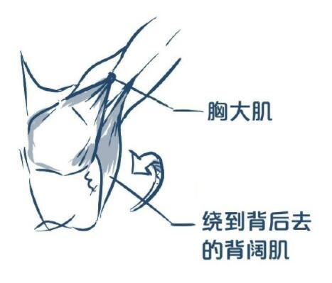 画人全身怎么画简单，超详细的身体绘制画法教程（画人全身怎么画简单古风）