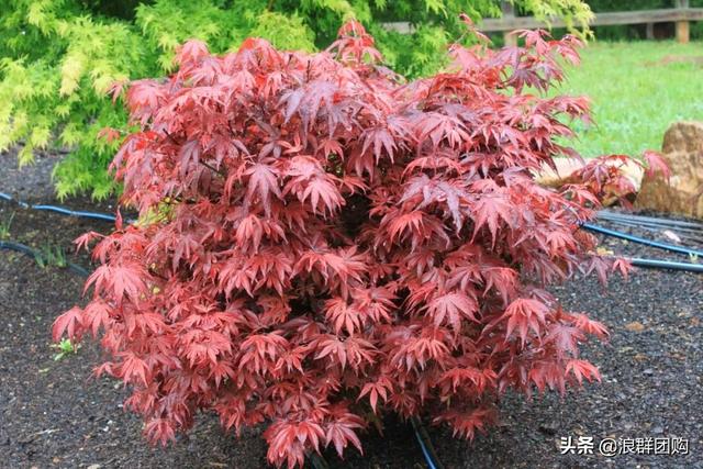 什么样的枫树填空。，什么的枫树填空词语二年级（增添了花园四季色彩之美）