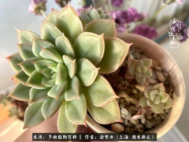 多肉植物图片，感恩相遇，余生相互关照（若绿多肉植物图片）