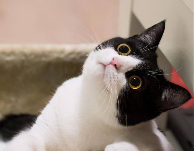 奶牛猫是什么品种，黑白猫跟奶牛猫怎么区分（都说别养奶牛猫）